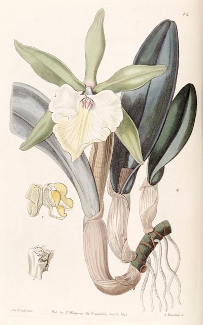 Rhyncholaelia glauca or Brassavola glauca by Miss Drake